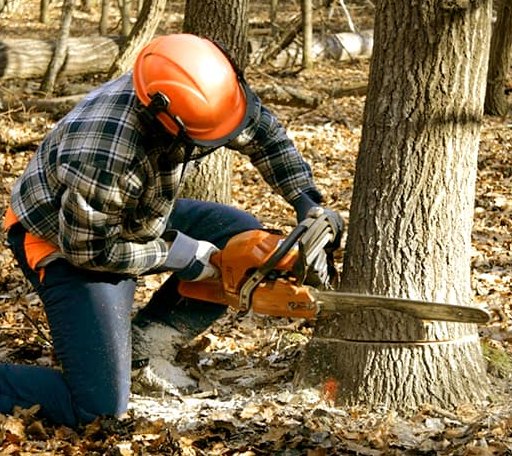 Tree Removal in Versailles, NY